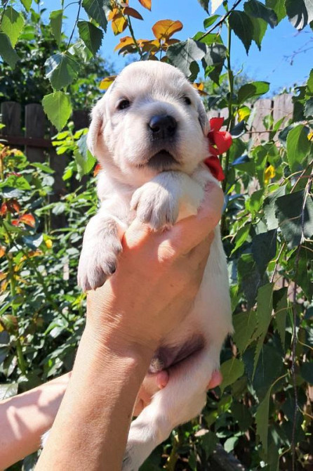 Золотистого ретрівера цуценята Ot Bahur Київ - зображення 1