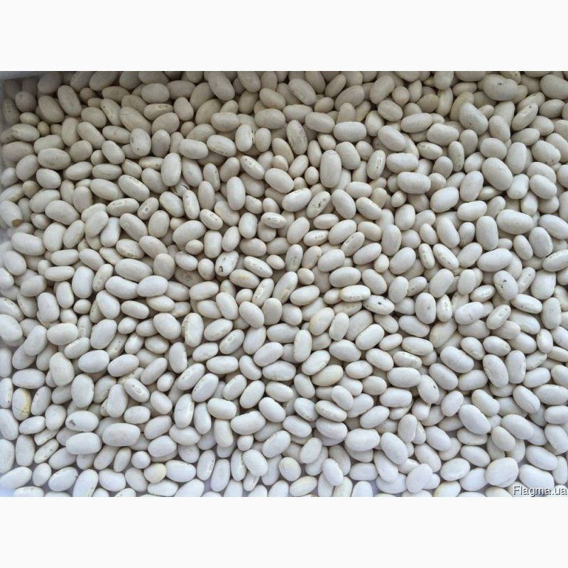 Посівна Квасоля Житомир - зображення 1