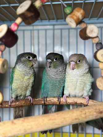 Попугай Пиррура. Ручные птенцы Київ