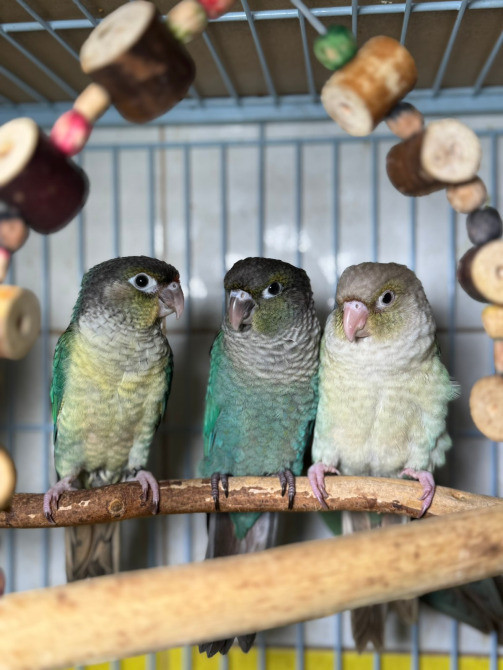 Попугай Пиррура. Ручные птенцы Київ - зображення 4