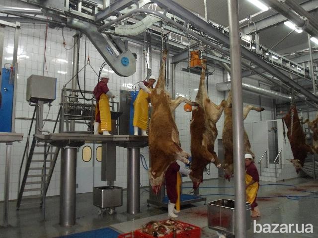 Линия по убою свиней и крс Львов - изображение 4