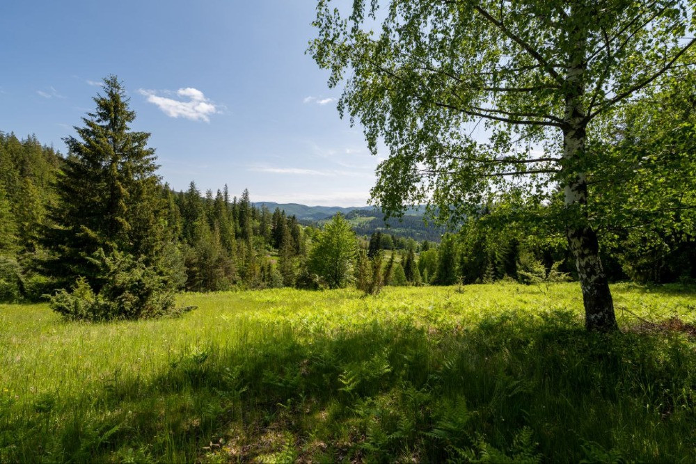 Земельна ділянка в Микуличині 1.29 га Яремче - зображення 9