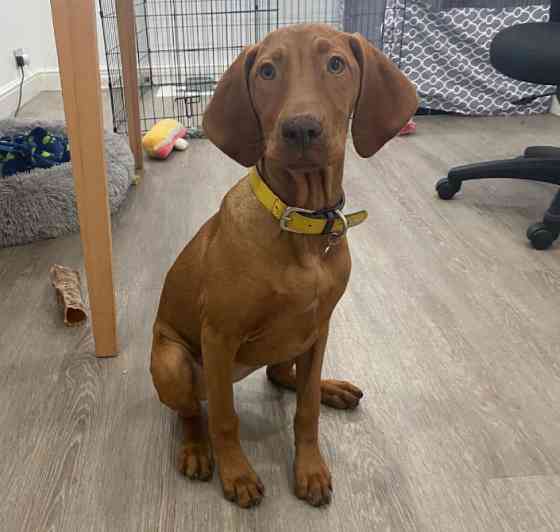 Цуценята Угорської Вижли Київ