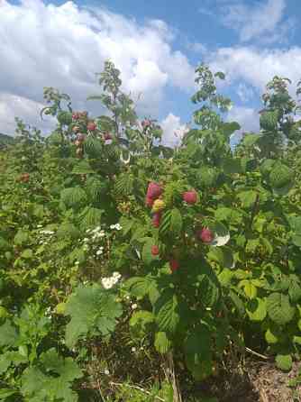 Саджанці малини ремонтантної Львів