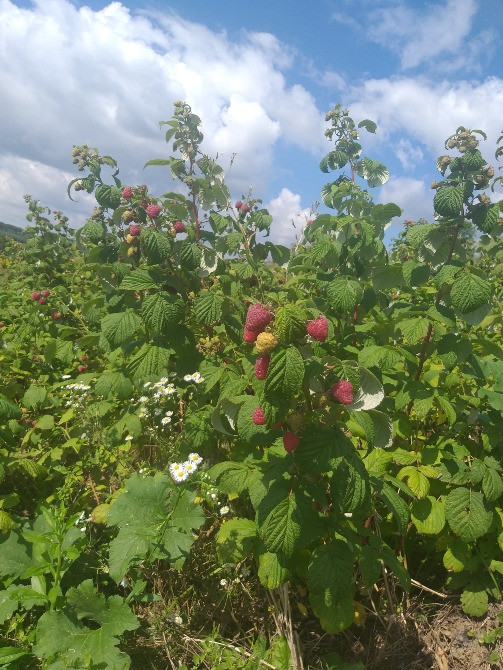 Саджанці малини ремонтантної Львів - зображення 1