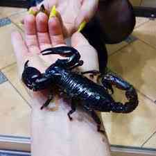 Скорпіон Петерсі Киев