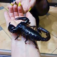 Скорпіон Петерсі Київ - зображення 2