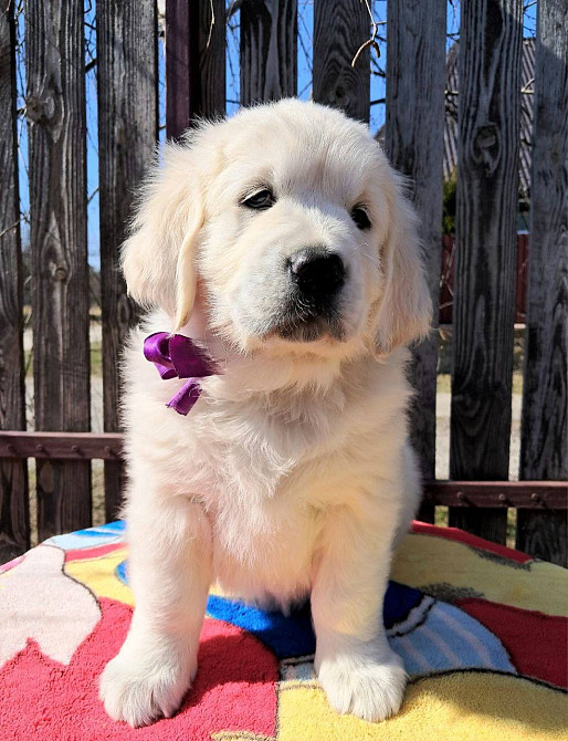 Цуценята золотистого ретривера Ot Bahur Вінниця - зображення 4