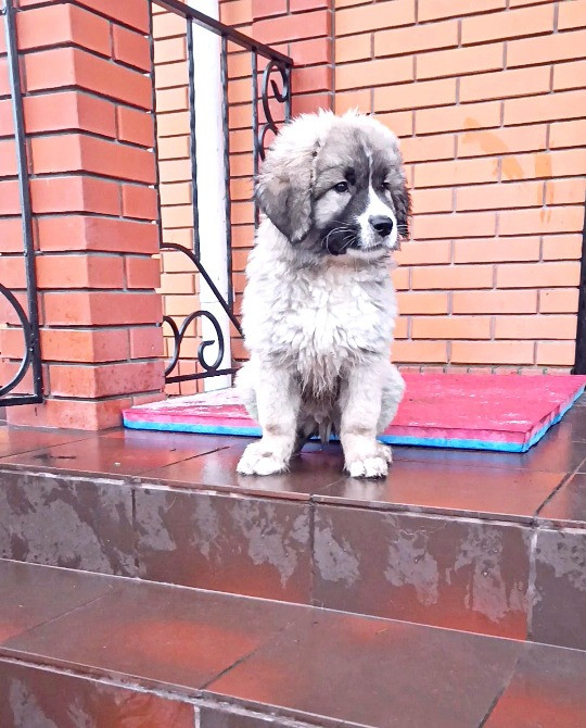 Цуценята кавказька вівчарки розплідник Star Escort великі робочі розумні Черкассы - изображение 3