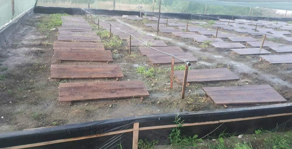 Продається овочева тваринницька садова ягідна равликова ферма Канів - зображення 9