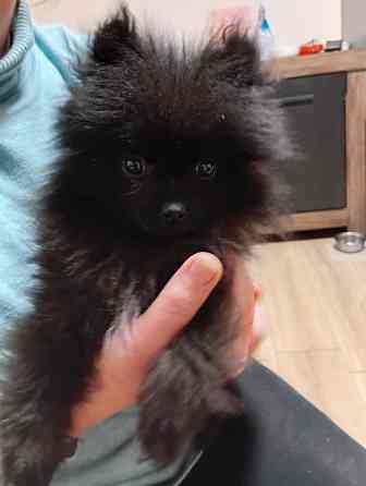 Міні-шпіц із великим серцем Ивано-Франковск