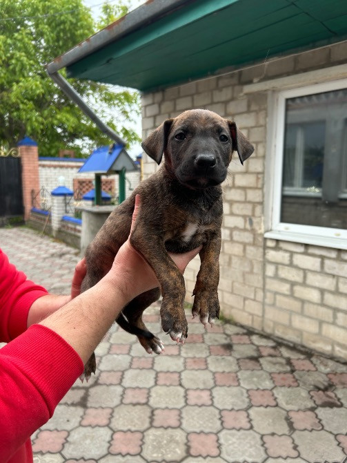 Продам недорого цуценят віком 2 місяця Новомосковськ - зображення 1