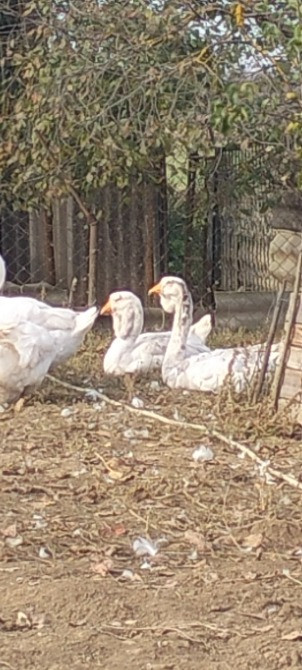 Продам гусей породи Холмогори Нововолинськ - зображення 1
