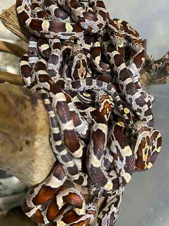 Маїсовий полоз. Кукурудзяна змія Київ