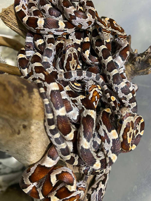 Маїсовий полоз. Кукурудзяна змія Киев - изображение 1