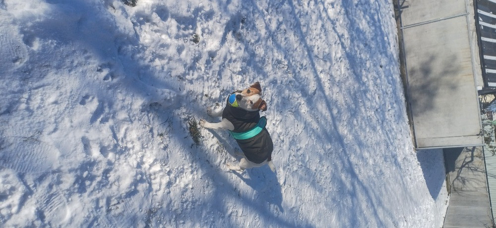 Готель ПЕС для собак та котів в Києві Киев - изображение 13