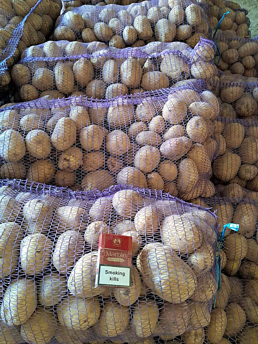 Продаємо дуже дуже смачну та розваристу картоплю вирощену на власному господарстві , сорт білароса Городня - зображення 2