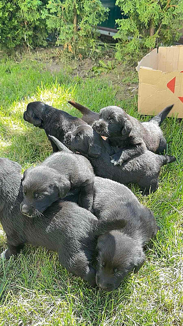 Метис Цуценята лабрадора Хмельницький - зображення 1