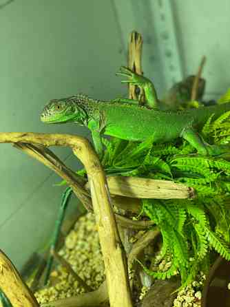Зелена ігуана🦎 Київ