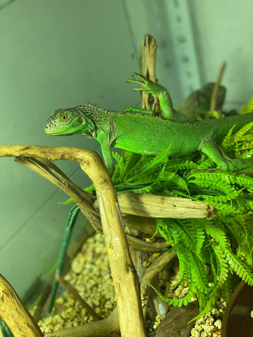 Зелена ігуана🦎 Киев - изображение 2