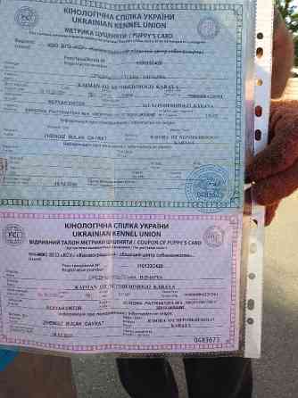 Продам щенков Алабая Кропивницкий