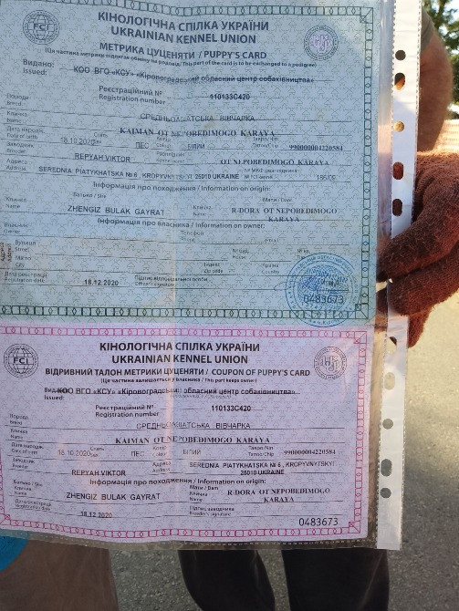 Продам щенков Алабая Кропивницкий - изображение 5