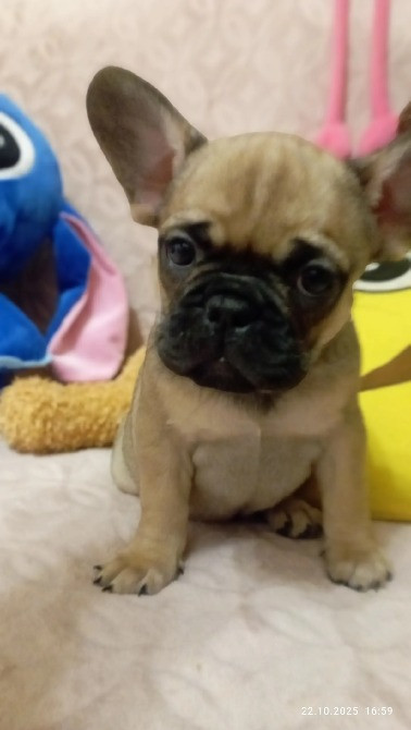 Продам цуценят породи Французький бульдог Харків - зображення 4
