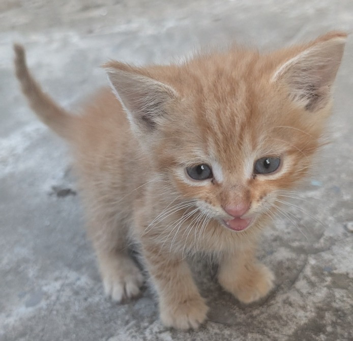 Дуже милі і гарні кошенята шукають господарів Синельниково - изображение 6