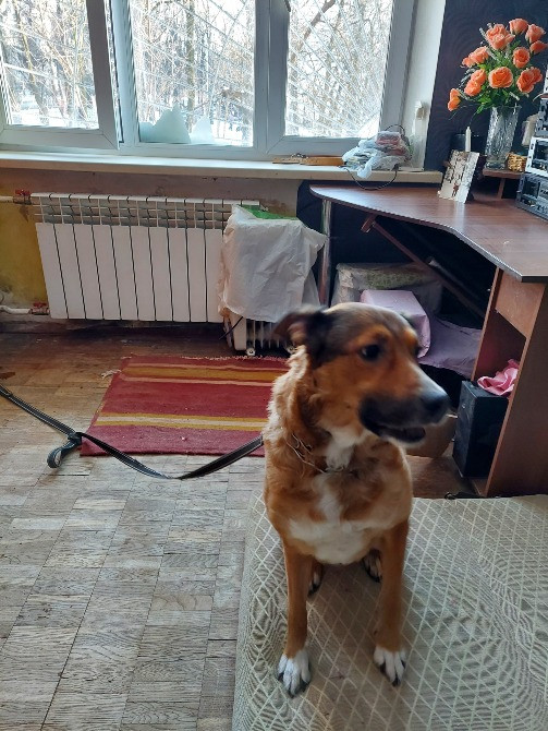 Тейла шукає родину Київ - зображення 1