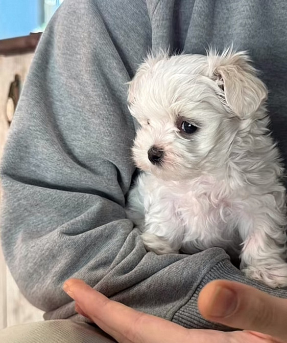 Цуценята Мальтійської болонки Фастів - зображення 3