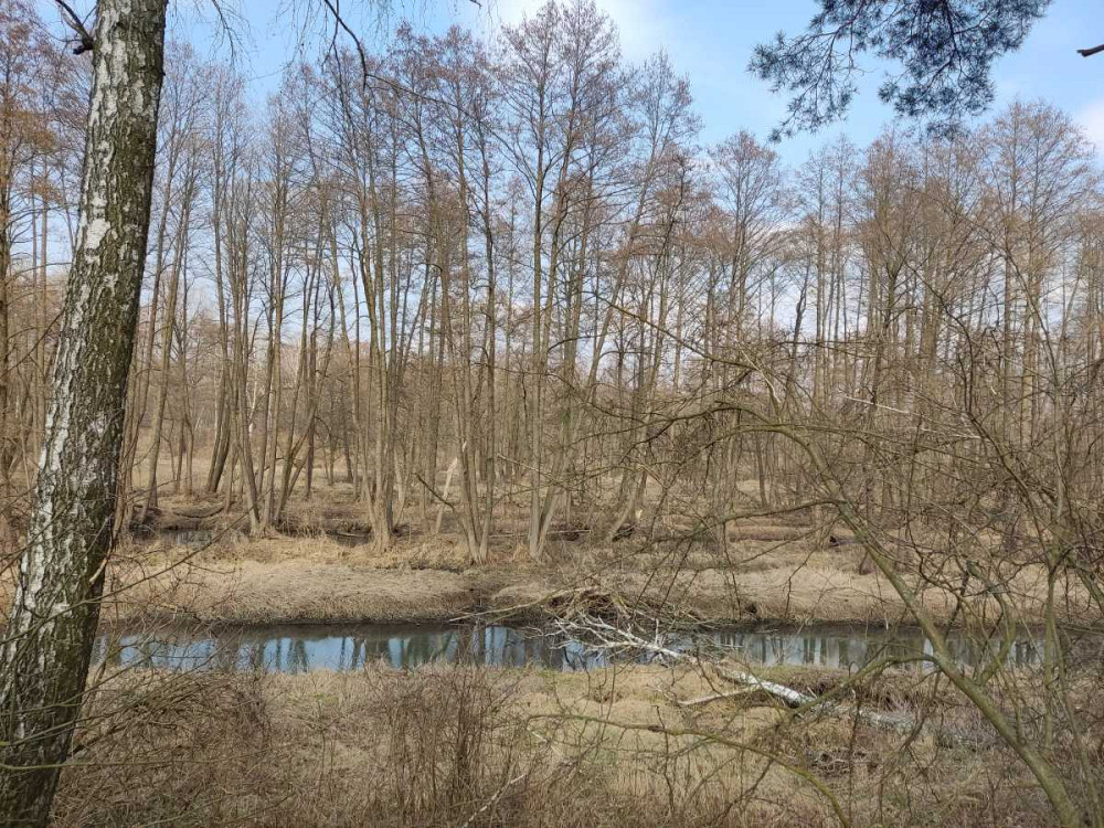 продажа земля сельскохозяйственного назначения Бориспольский, Старое, 262587 грн.  - зображення 3