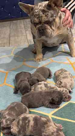 Французский бульдог Дніпро