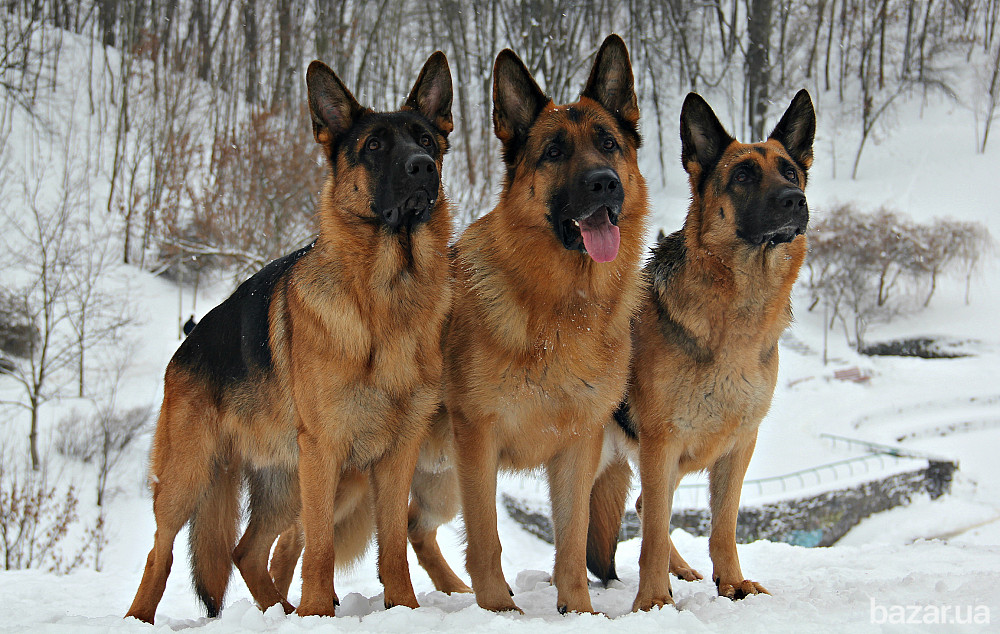 Німецька вівчарки. Розплідник. Кобелі та суки. Київ - зображення 1