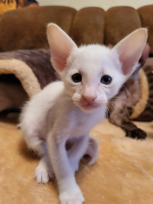 Предлагаем изумительных ориентальных котят. Кременчуг - изображение 5