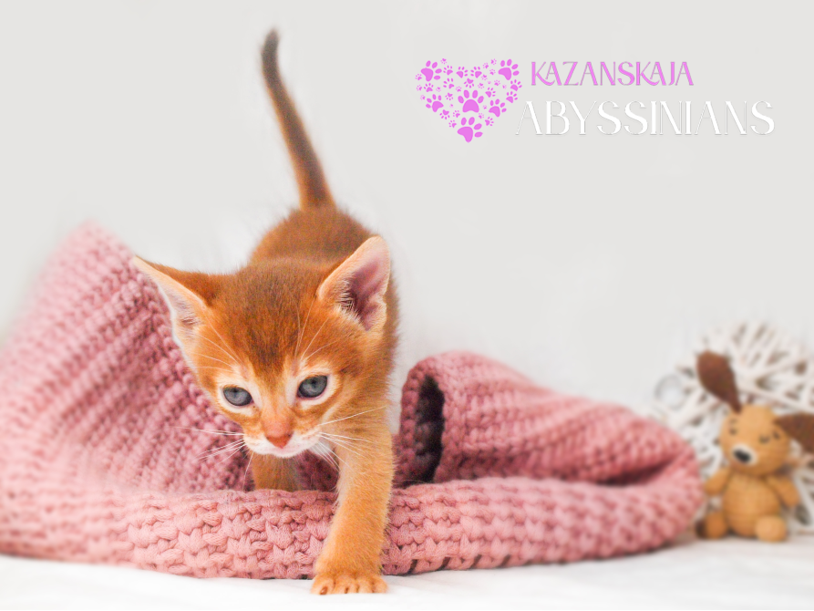 Абиссинская кошка котёнок Киев - изображение 1