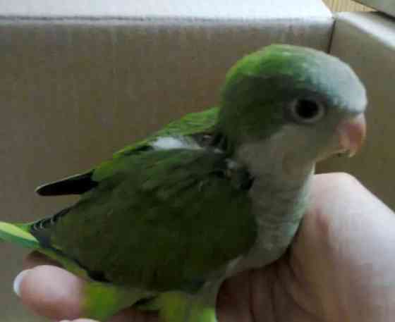 Монахи - ручные выкормыши, окрас зелёный Киев