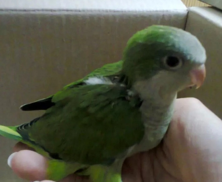 Монахи - ручные выкормыши, окрас зелёный Киев - изображение 2