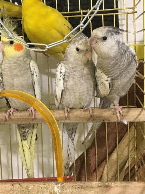 Корела - бюджетна пропозиція Київ - зображення 4