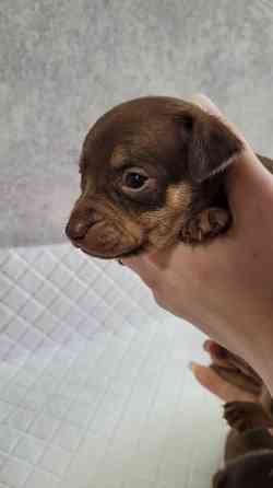 Той те'рєр щеннята Львів