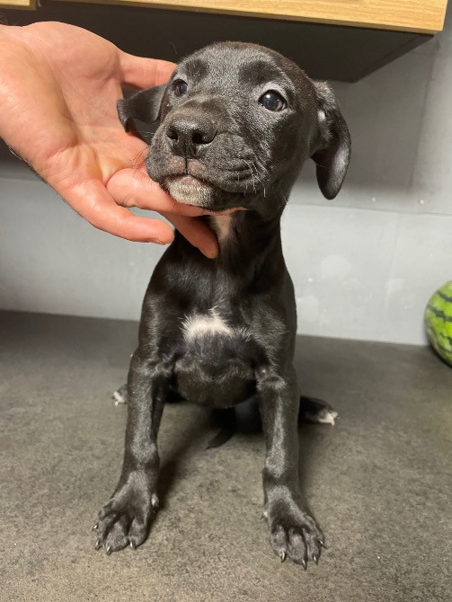 Продаю цуценят пітбуля(вже вакциновані та чіповані) Борисполь - изображение 2