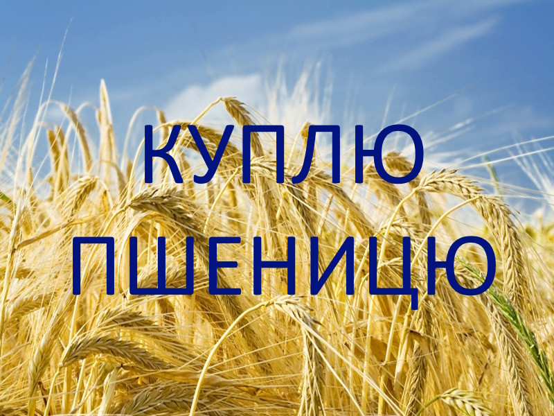 Купуємо пшеницю Бровари - зображення 1
