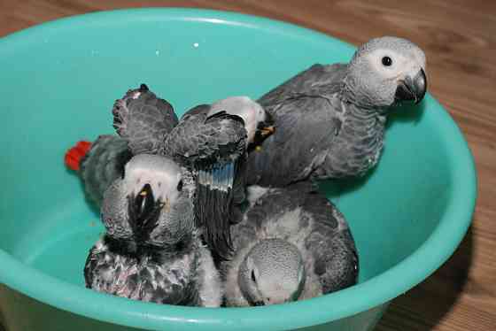 Вигодованці папуги- малюки з кільцем з офіційного розплідника Київ