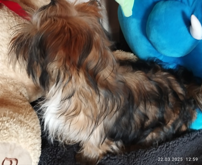 Продам цуценя Полтава - зображення 4