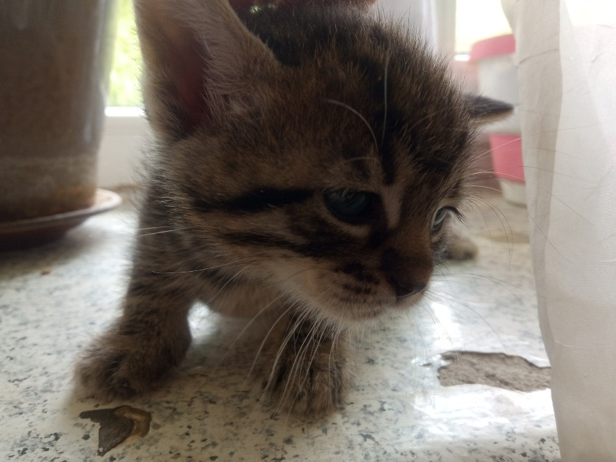 Віддам котят в добрі руки Львів - зображення 1