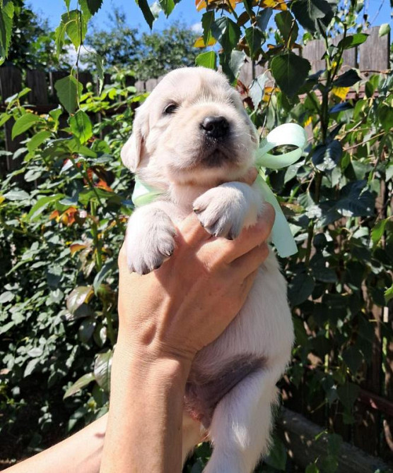 Золотистого ретрівера цуценята Ot Bahur Київ - зображення 6