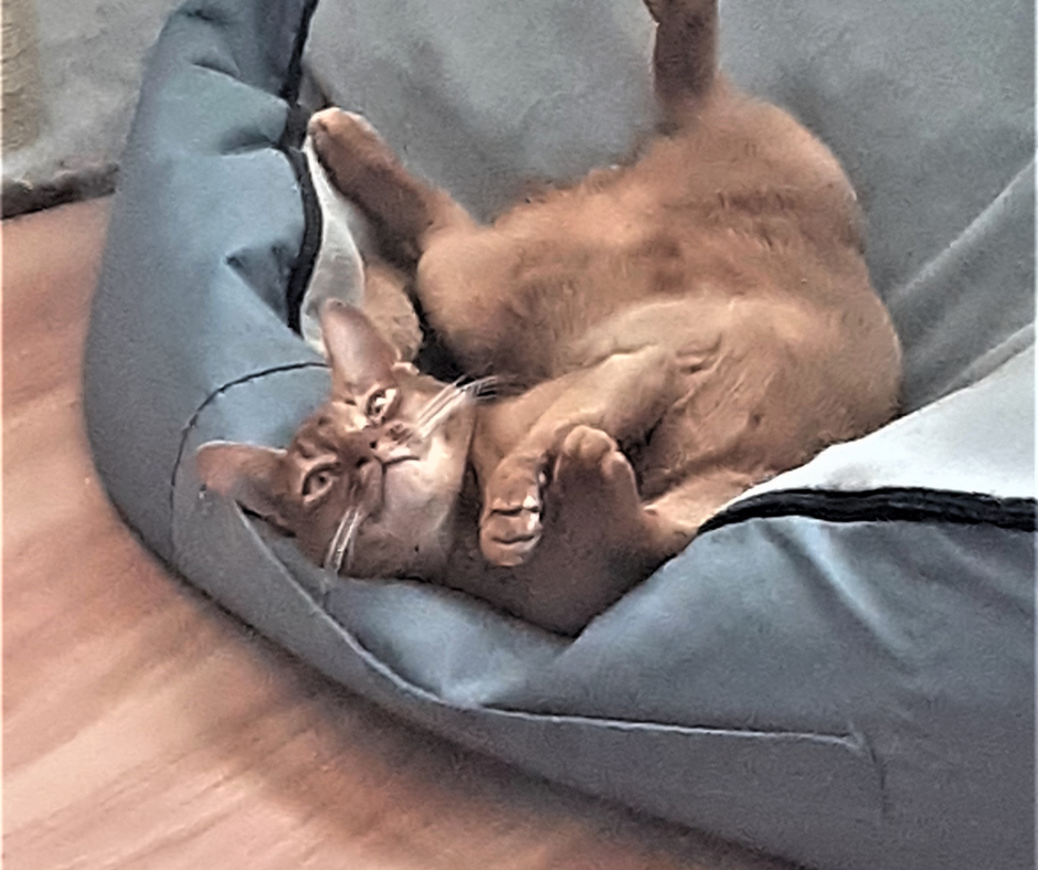 Отель для котов- перетримка котів у Києві зооготель зоогостиница Киев - изображение 4