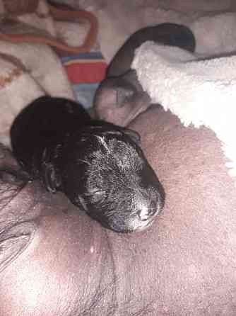 Шукаємо супервідповідальних людей для двох ксоло-дівчат у шерсті Верхнеднепровск