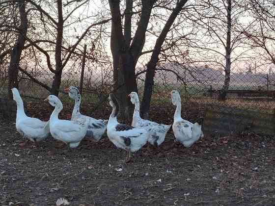 Продам молодняк гусей породи Холмогори Нововолинськ