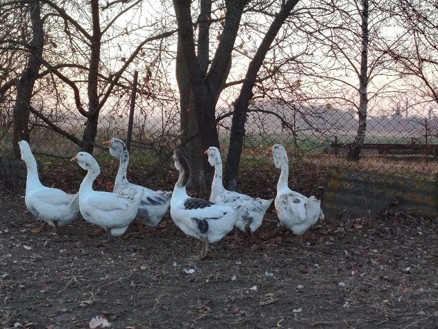 Продам молодняк гусей породи Холмогори Нововолинськ - зображення 5