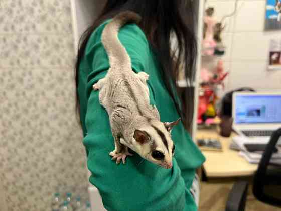 Малыши летающей белки летяги Киев